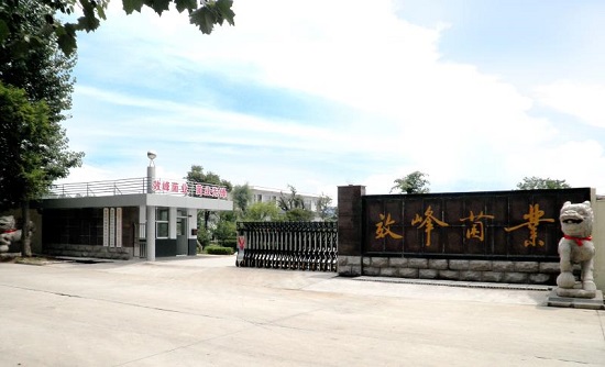 品牌山东｜临沂市罗庄区品牌农业系列（二）：效峰菌业